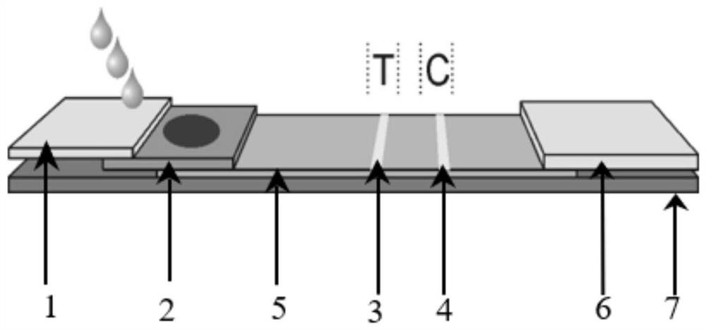 Color microsphere immunochromatography test paper for rapidly diagnosing entamoeba histolytica antigen and preparation method thereof