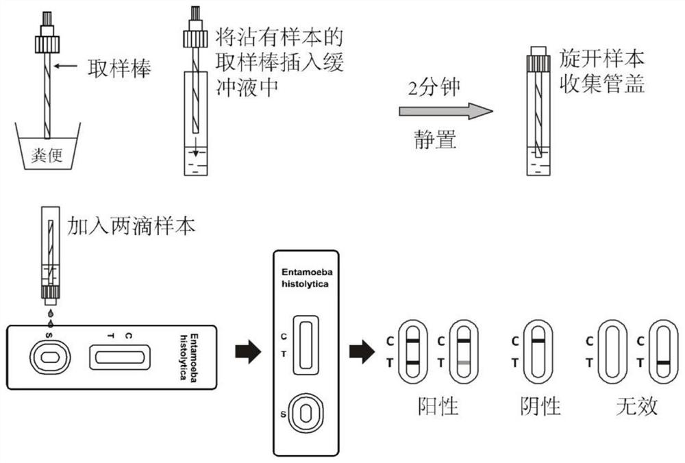 Color microsphere immunochromatography test paper for rapidly diagnosing entamoeba histolytica antigen and preparation method thereof