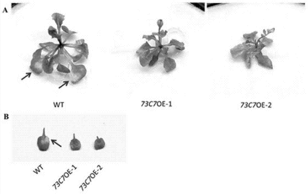Application of Arabidopsis glycosyltransferase gene UGT73C7 in improving plant disease resistance