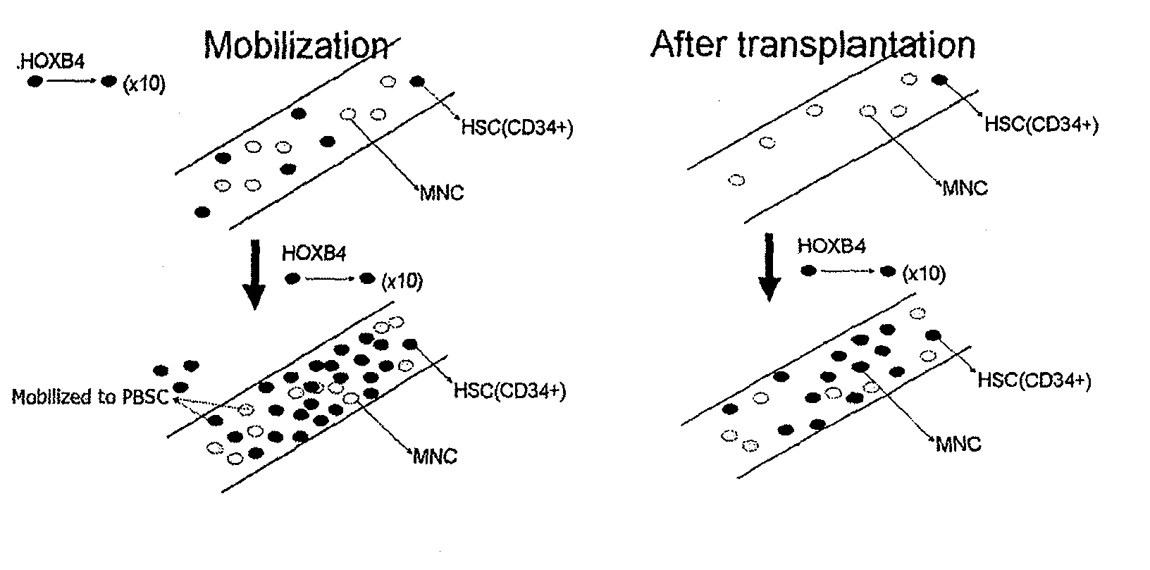 Method of enhancing the mobilization of hematopoietic stem cells using tat-hoxb4h