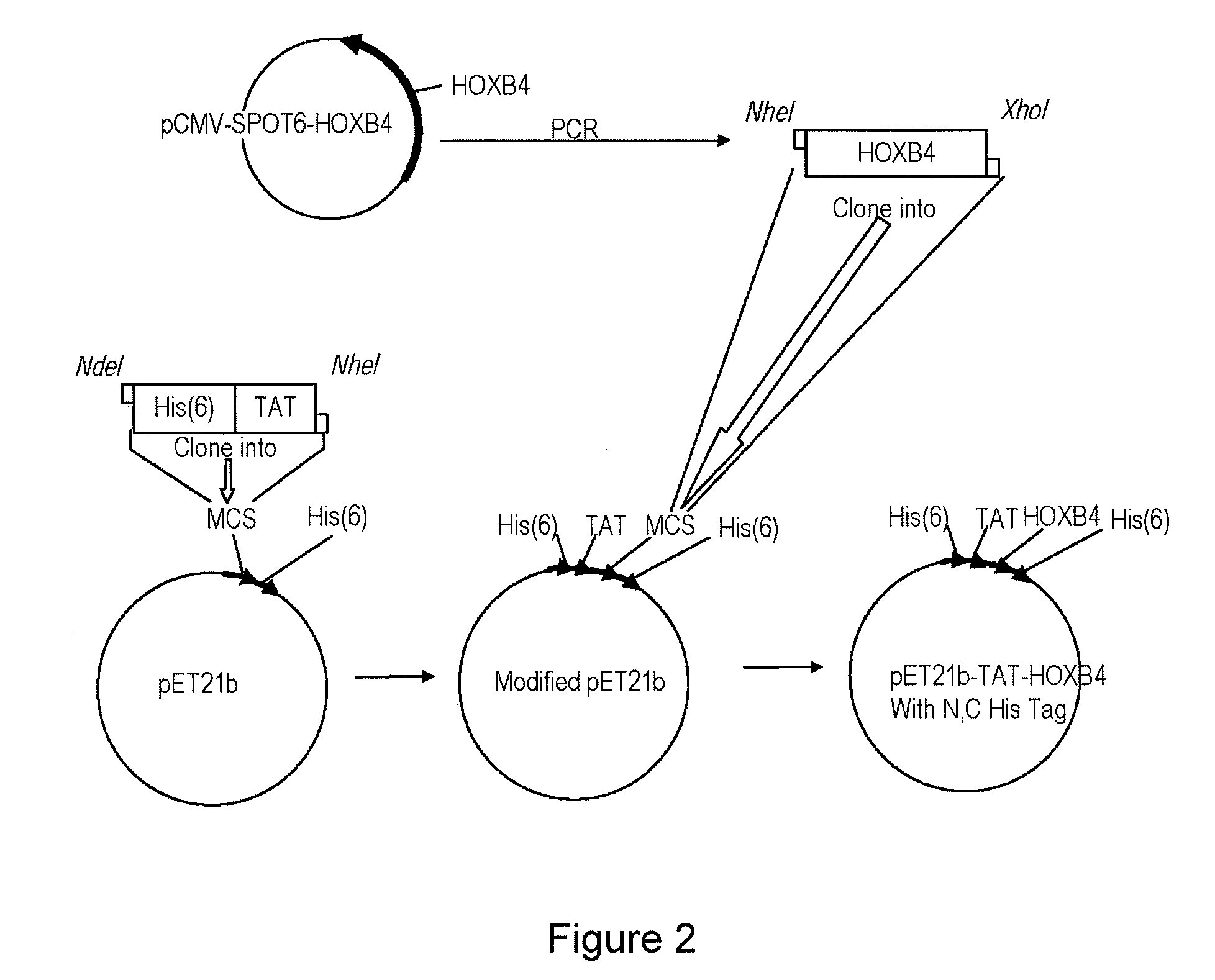 Method of enhancing the mobilization of hematopoietic stem cells using tat-hoxb4h