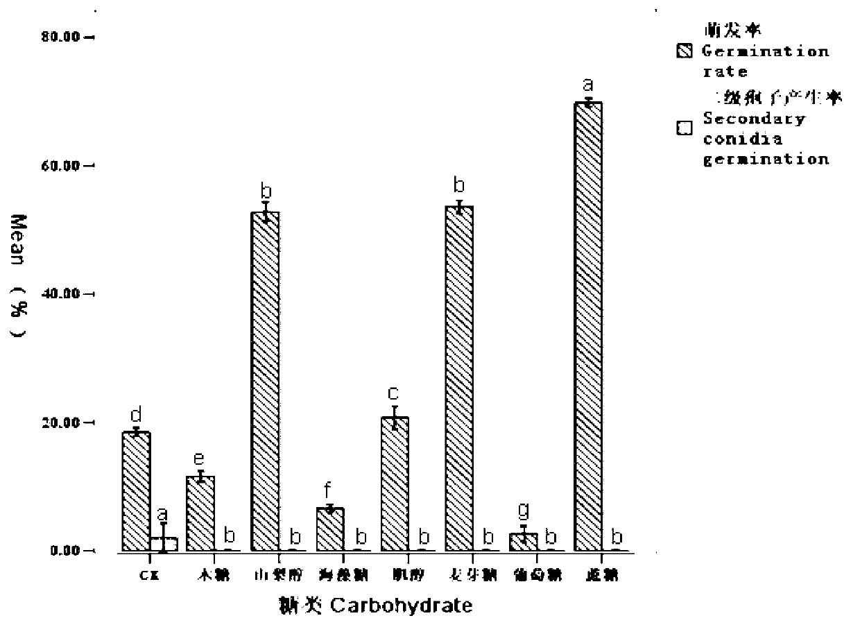 Compound preparation of nematode egg parasitical fungi and spore germination accelerating agent and application thereof