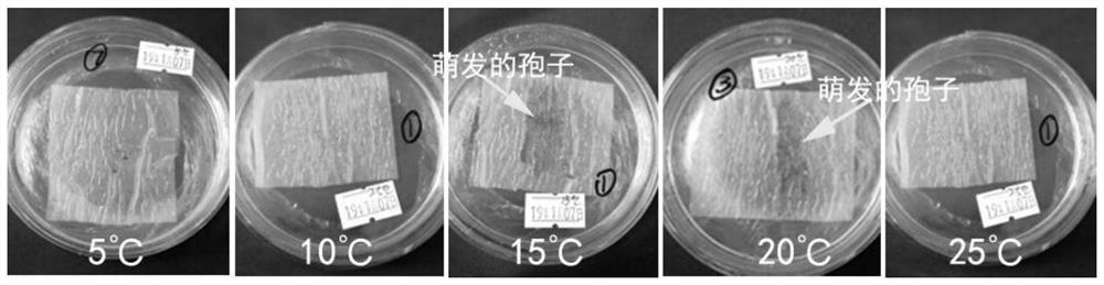 A kind of tissue culture method of Yulong fern