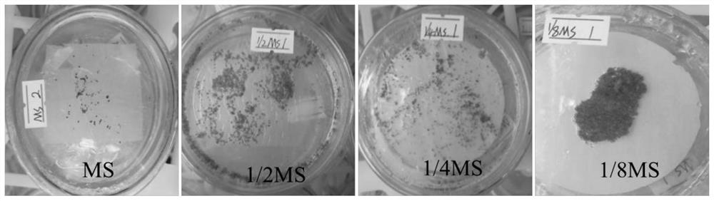 A kind of tissue culture method of Yulong fern