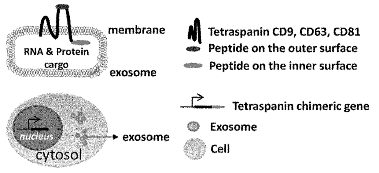 Engineered Exosomes for the Delivery of Bioactive Cargo Using Transmembrane Tetraspanins