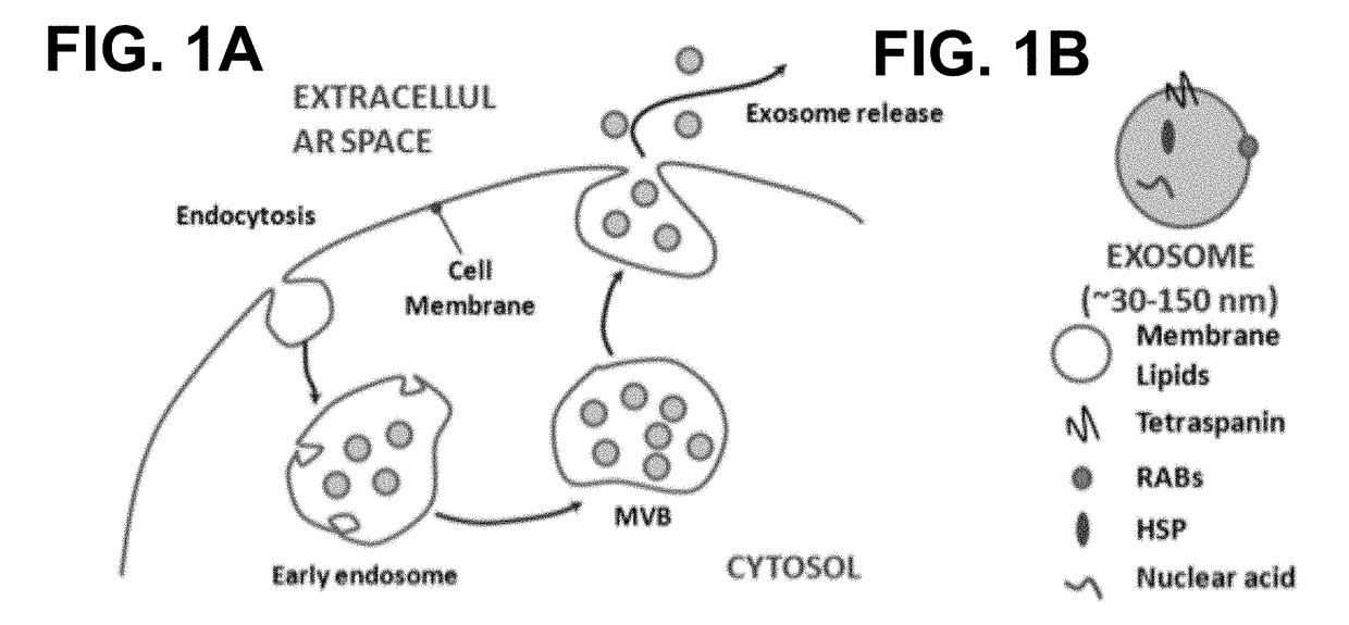 Engineered Exosomes for the Delivery of Bioactive Cargo Using Transmembrane Tetraspanins