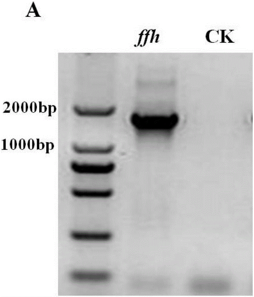 Application of signal recognition particle subunit and encoding gene thereof to preparation of acid-resistant bifidobacterium, plasmid containing gene and bifidobacterium