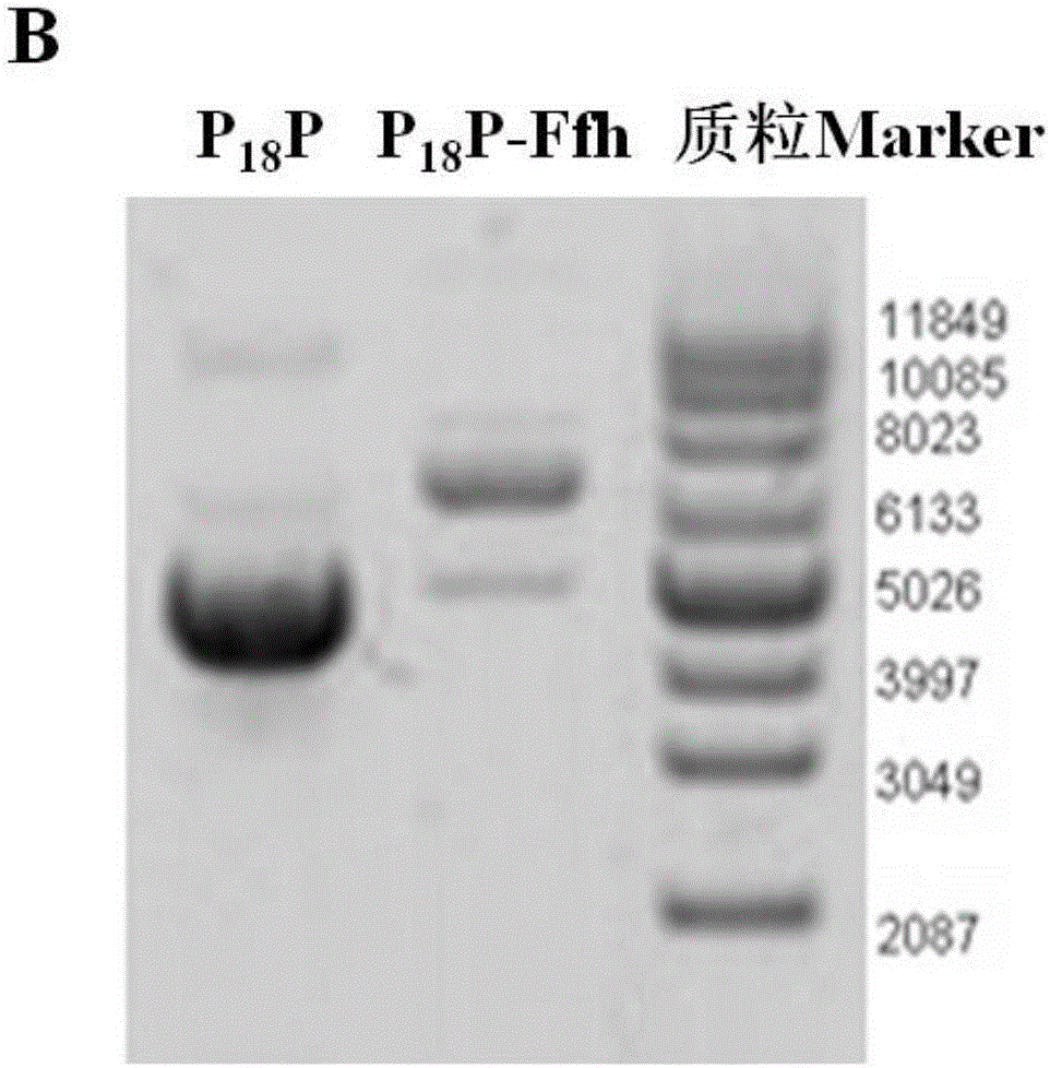 Application of signal recognition particle subunit and encoding gene thereof to preparation of acid-resistant bifidobacterium, plasmid containing gene and bifidobacterium