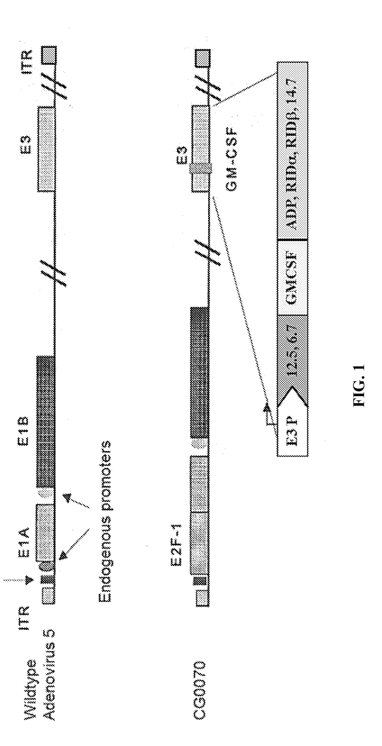 Methods of treating solid or lymphatic tumors by combination therapy