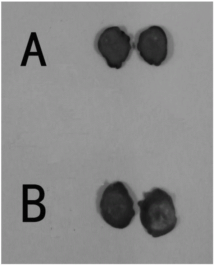 Method for detecting cell viability of fresh Cordyceps sinensis