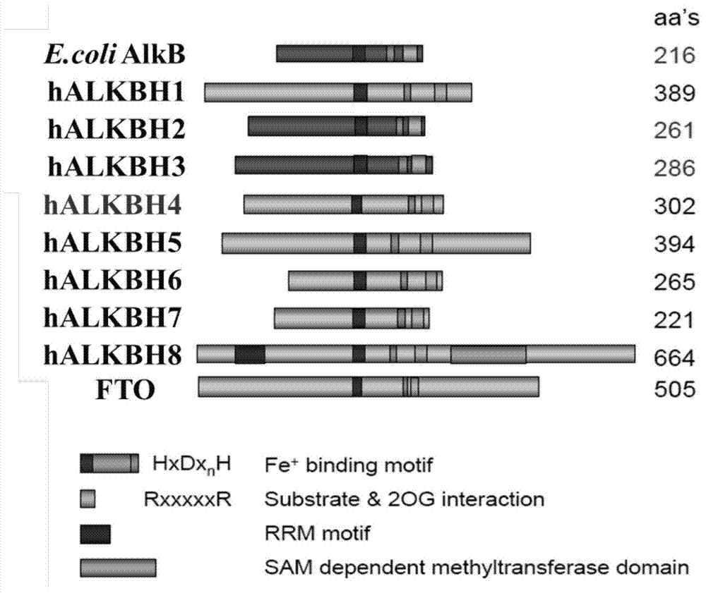 Applications of gene and protein coded thereby to promotion of cell cytoplasm cleavage and cell proliferation as well as research and development of drugs