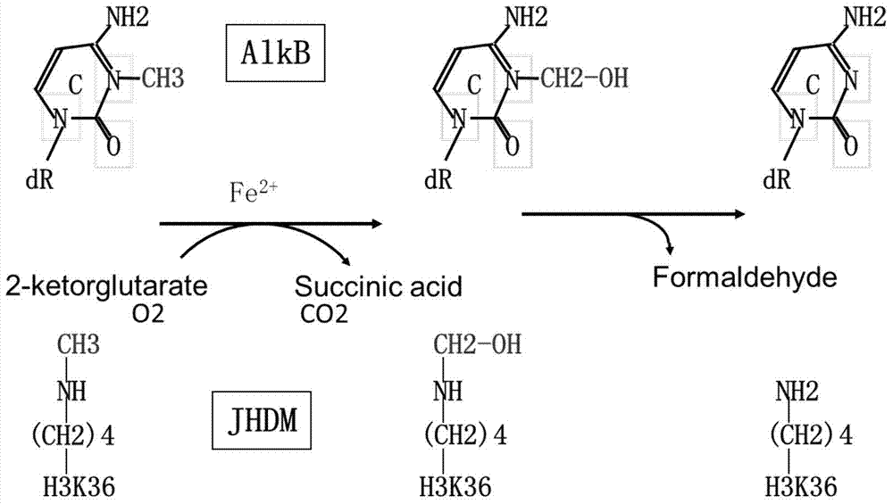 Applications of gene and protein coded thereby to promotion of cell cytoplasm cleavage and cell proliferation as well as research and development of drugs