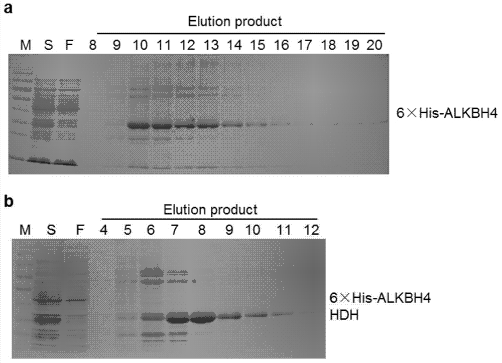 Applications of gene and protein coded thereby to promotion of cell cytoplasm cleavage and cell proliferation as well as research and development of drugs