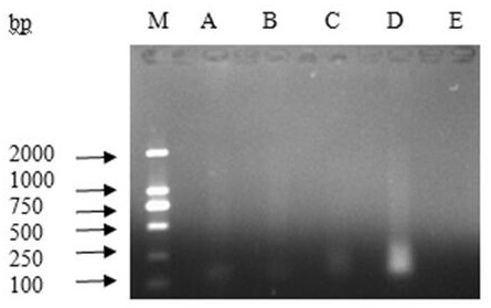 NASBA-ELISA (Nucleic Acid Sequence Based Amplification-Enzyme-Linked Immuno Sorbent Assay) detection primer and probe for detecting porcine epidemic diarrhea