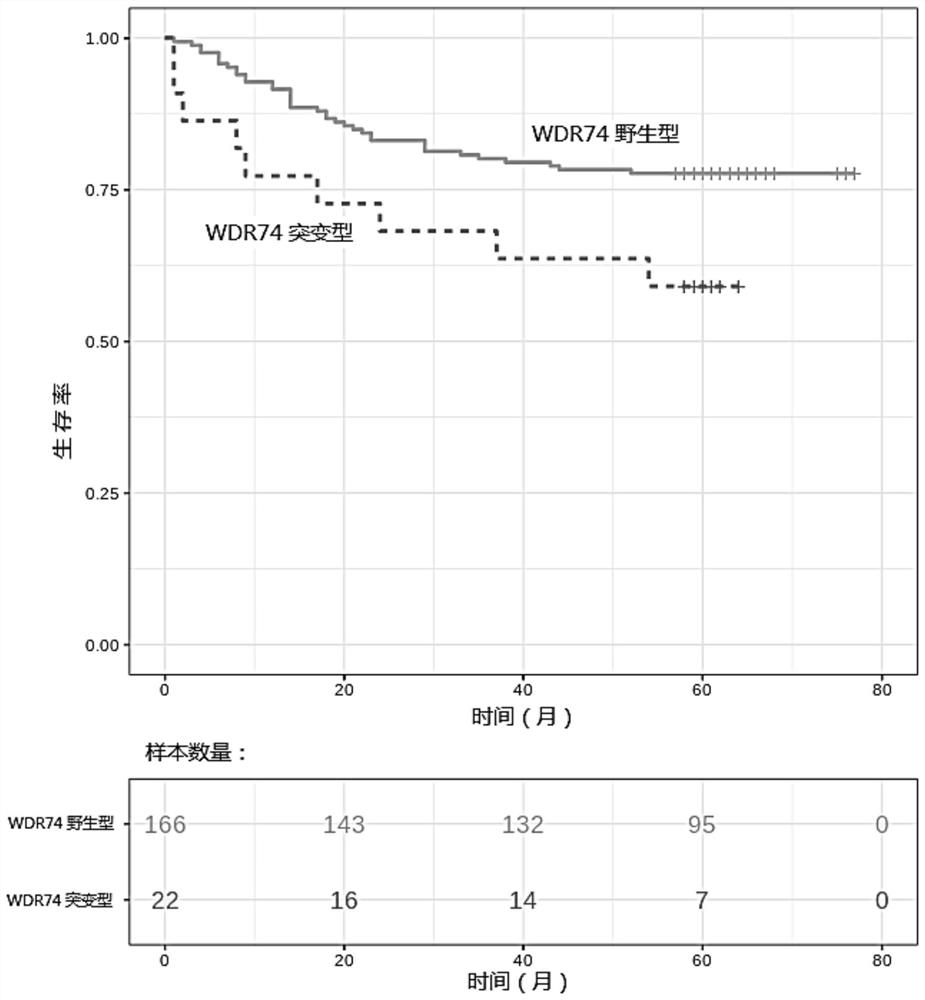 Kit for predicting postoperative survival time of lung squamous carcinoma patient and application of kit