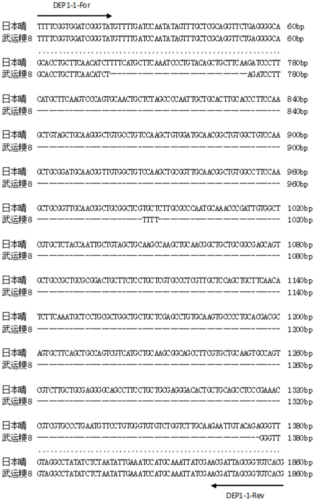 Kit and multiple PCR detecting method for synchronously detecting wide compatibility gene S5 and erect panicle gene DEP1 of paddy rice