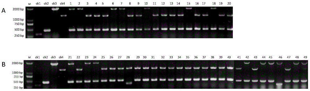 Kit and multiple PCR detecting method for synchronously detecting wide compatibility gene S5 and erect panicle gene DEP1 of paddy rice