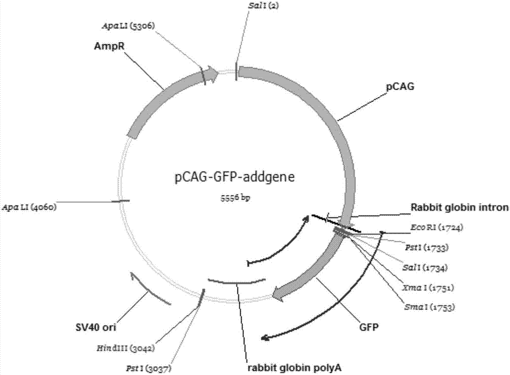 Carrier for in-vivo positioning mammal cell genome based on CRISPRCas9 system and application thereof