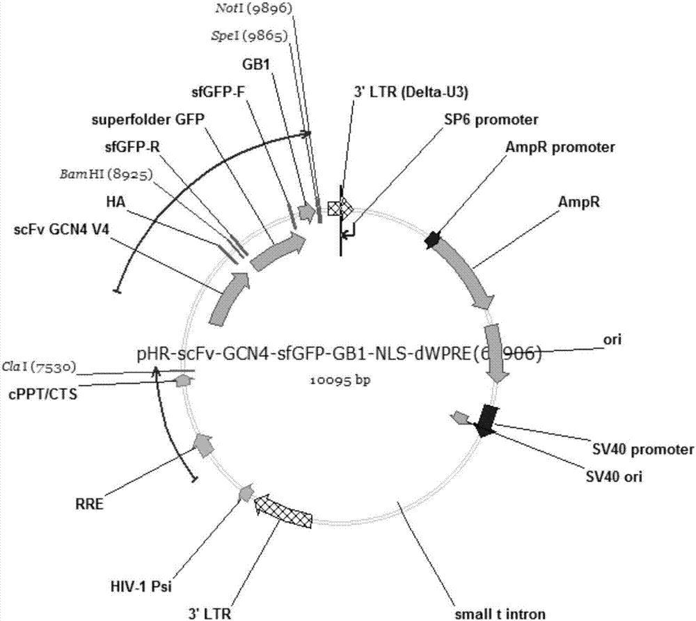 Carrier for in-vivo positioning mammal cell genome based on CRISPRCas9 system and application thereof