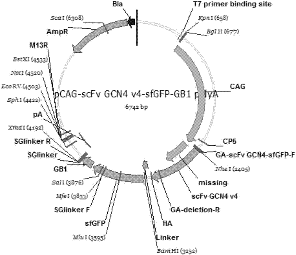 Carrier for in-vivo positioning mammal cell genome based on CRISPRCas9 system and application thereof