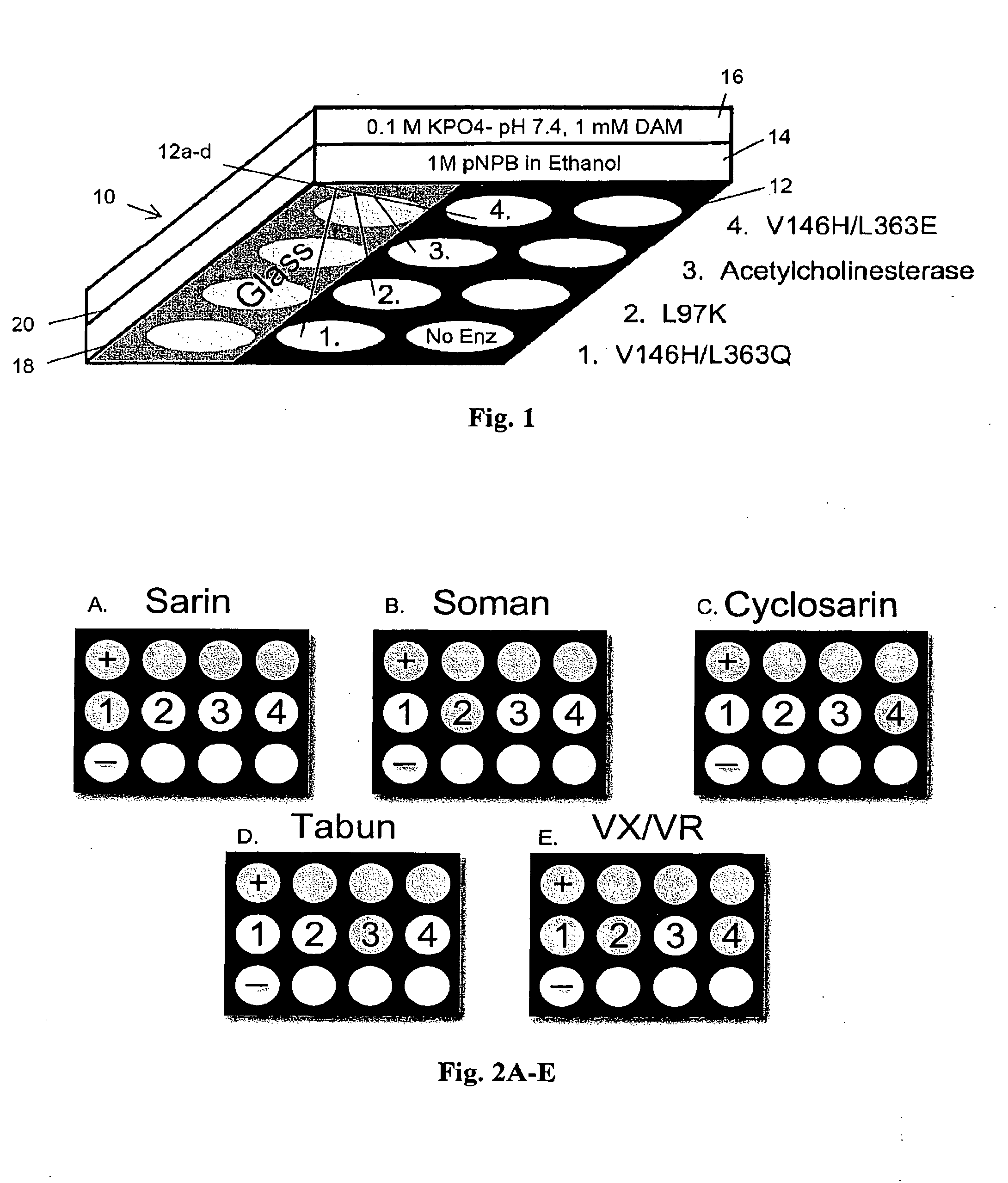 Methods and Compositions for Detection and Identification of Organophosphorus Nerve Agents, Pesticides and Other Toxins