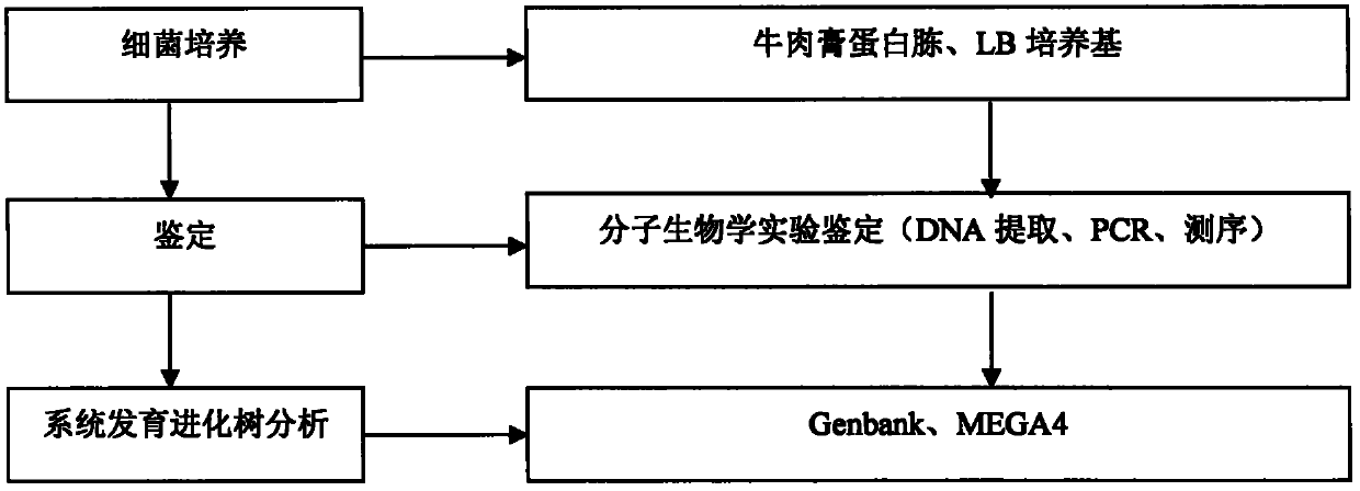 Chryseobacterium sp. for removing phosphorus in sewage at low temperature and separation culture method