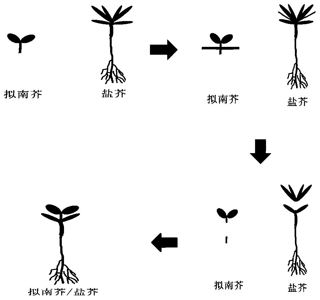 A kind of aseptic grafting method of Arabidopsis thaliana/salina mustard