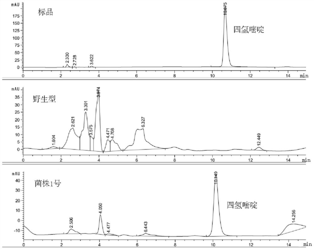 Yunnan Tengchong source ectoine synthetic gene cluster and application thereof