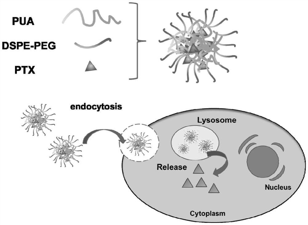 A kind of ursolic acid polymer drug-loaded nanoparticles and its preparation method and application