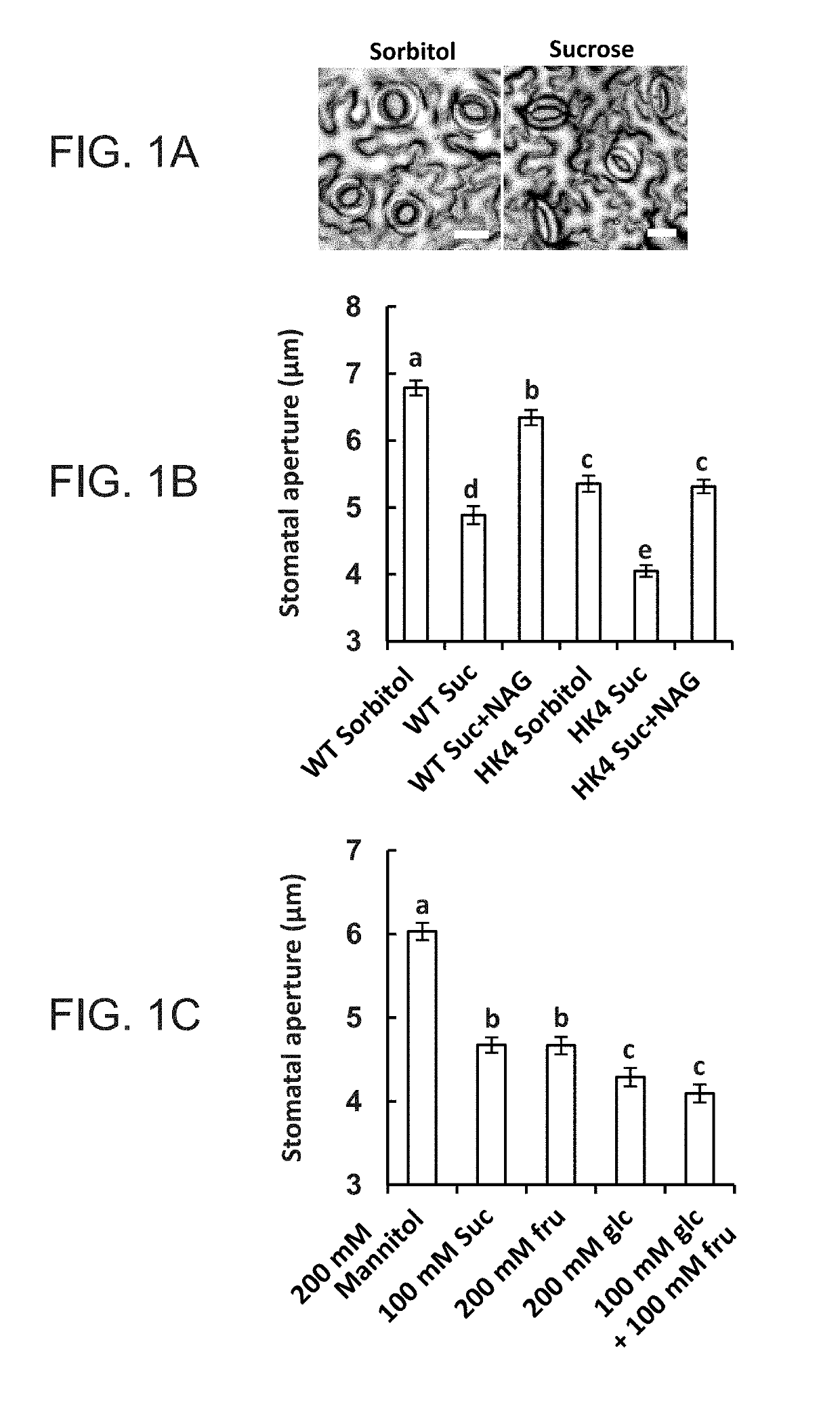Methods of modulating stomata conductance and plant expression constructs for executing same