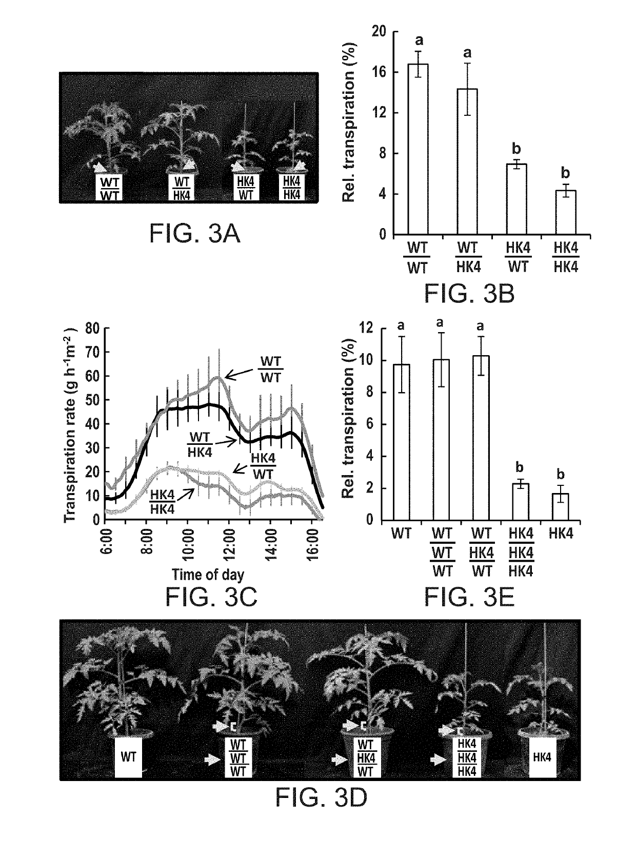 Methods of modulating stomata conductance and plant expression constructs for executing same