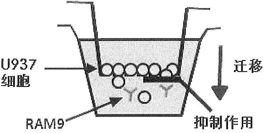 Anti-MIF antibody cell migration assay