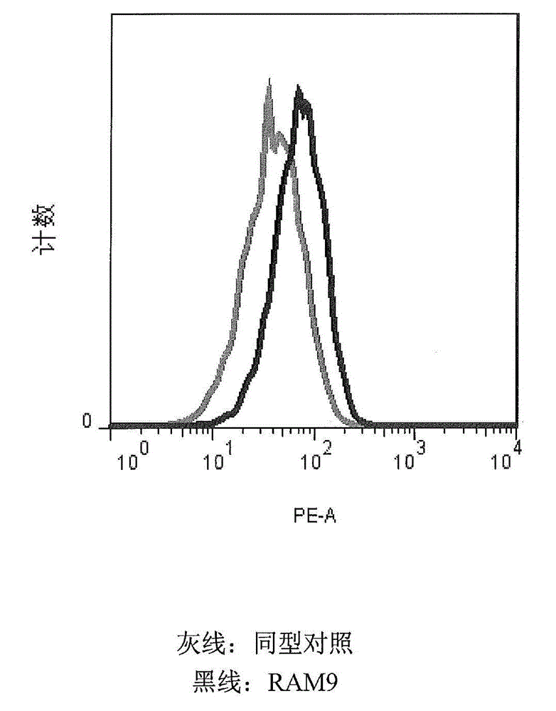 Anti-MIF antibody cell migration assay