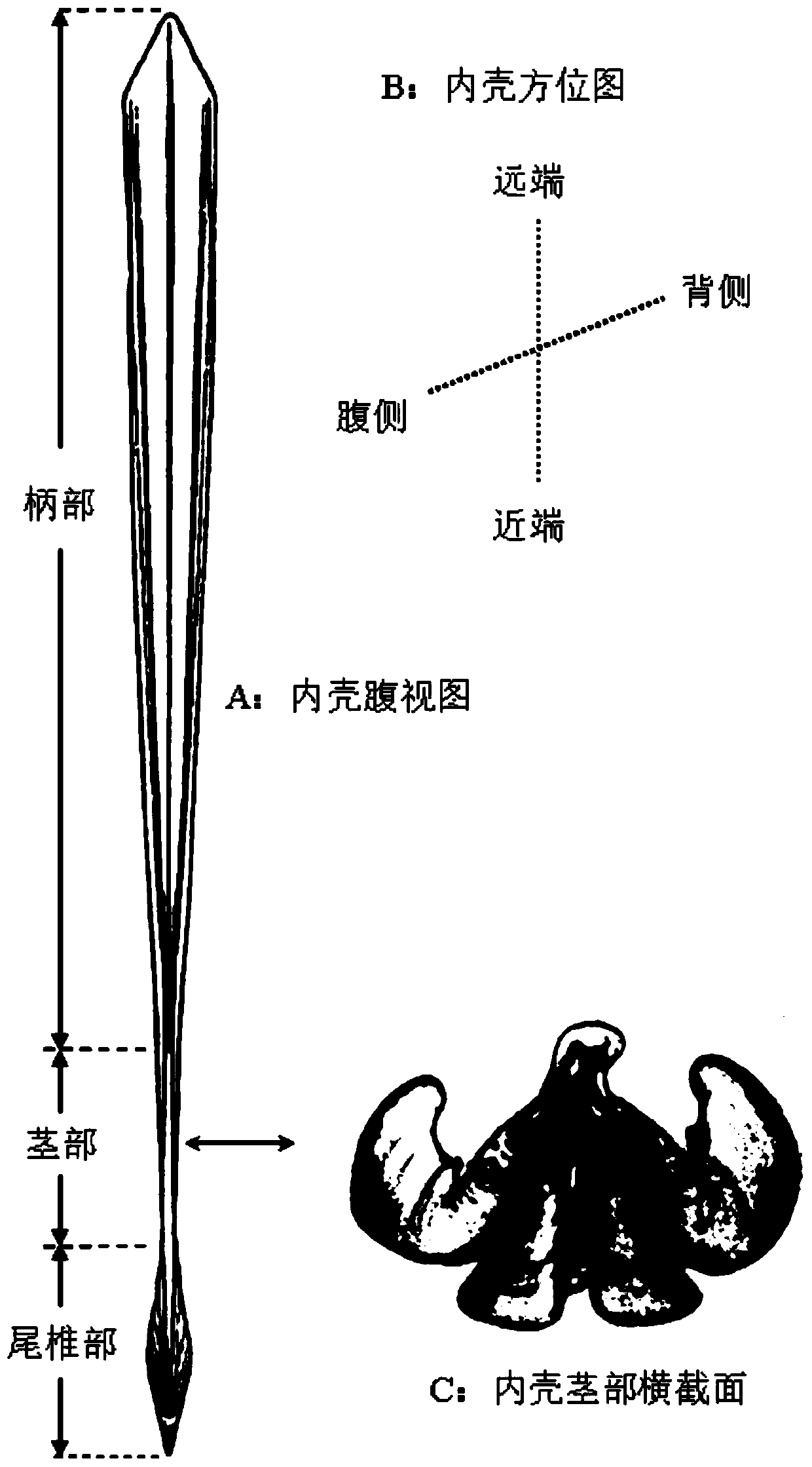 A method for identifying the age of the soft fish by using the inner shell