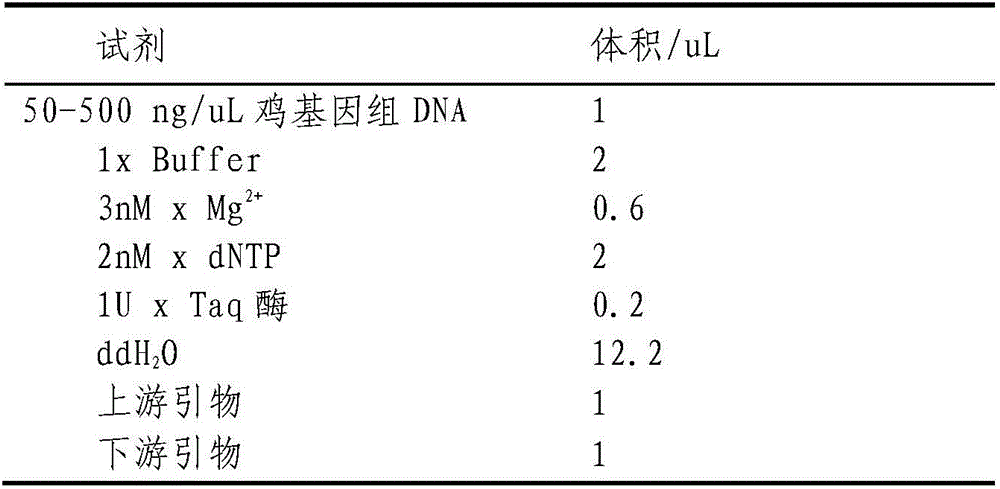 Chicken salmonella enteritidis infection resistance molecular marker Wnt7b detection method and application thereof