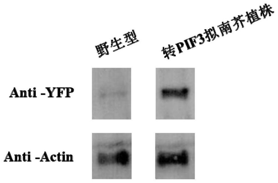 Application of Arabidopsis thaliana transcription factor gene pif3 in plant insect resistance