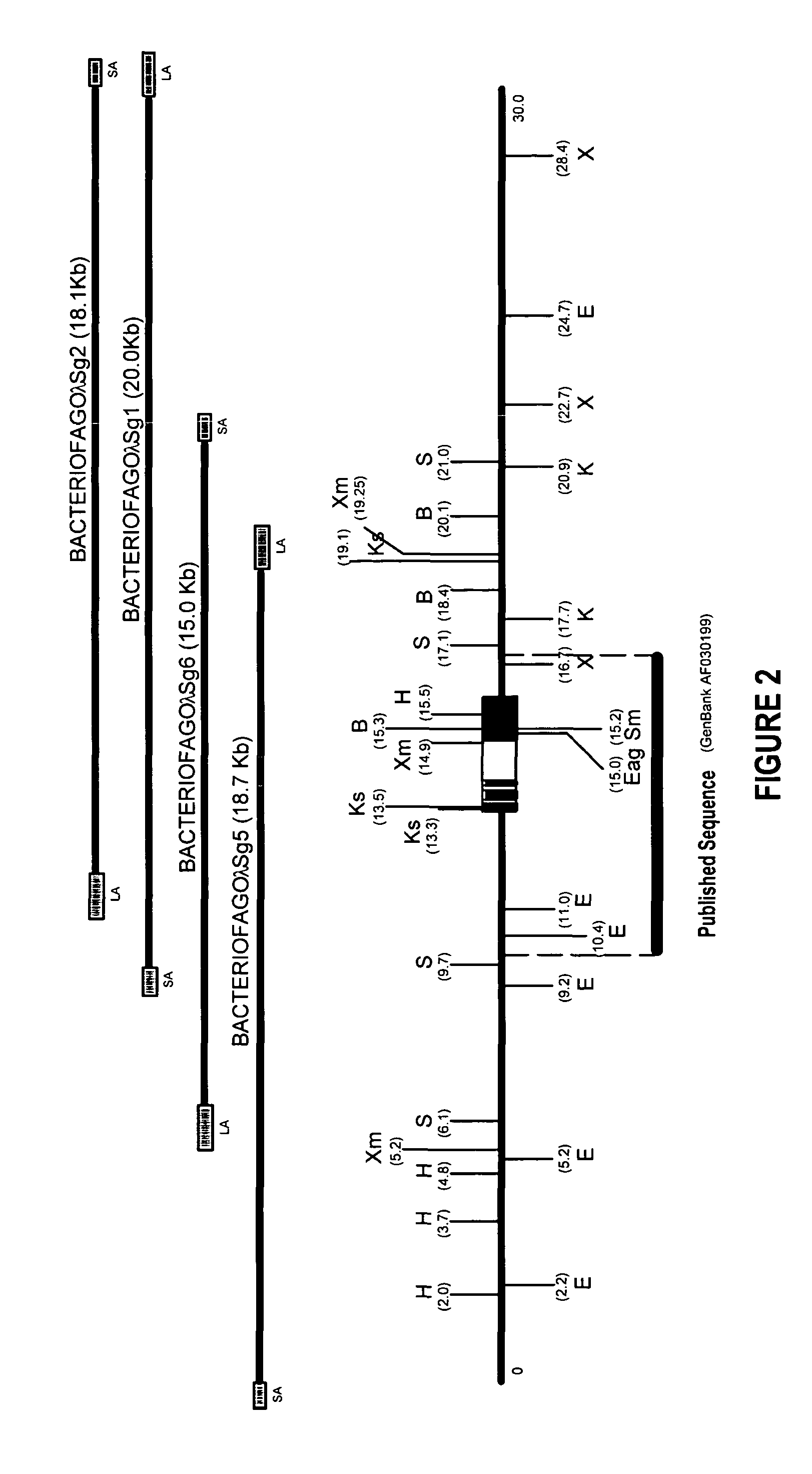 Non-human mutant mammals deficient in Sigma receptors and their applications