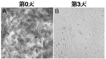Intestinal epithelium monolayer culture and characterization method based on mouse intestinal stem cells