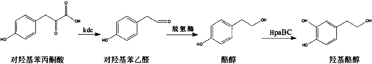 Method for biological production of hydroxytyrosol