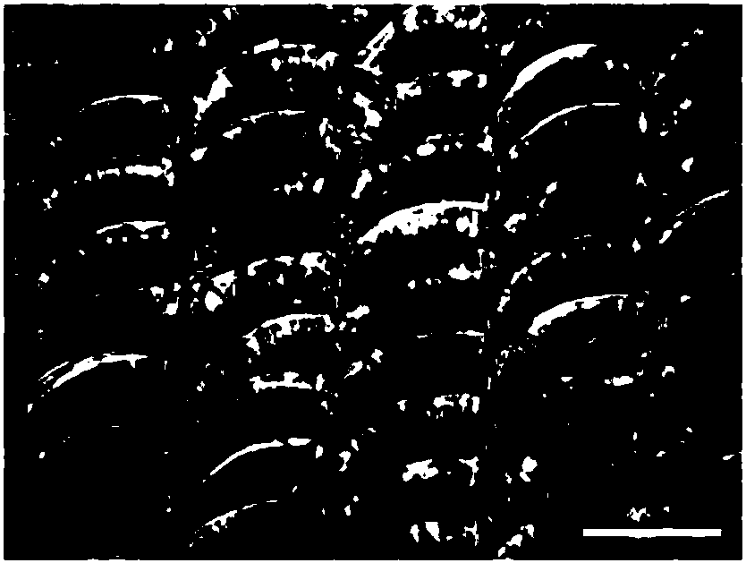 A kind of surface modification method of spark plasma sintering amorphous alloy coating