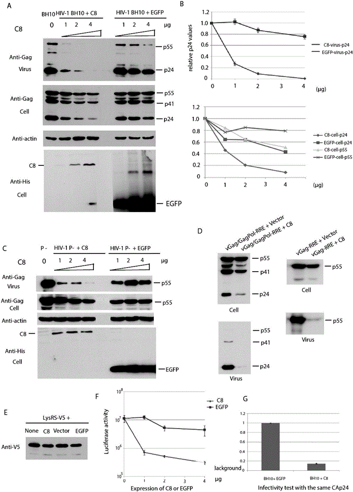 Coiled-coil domain containing protein 8 (CCDC8) having inhibition on HIV-1 and application thereof