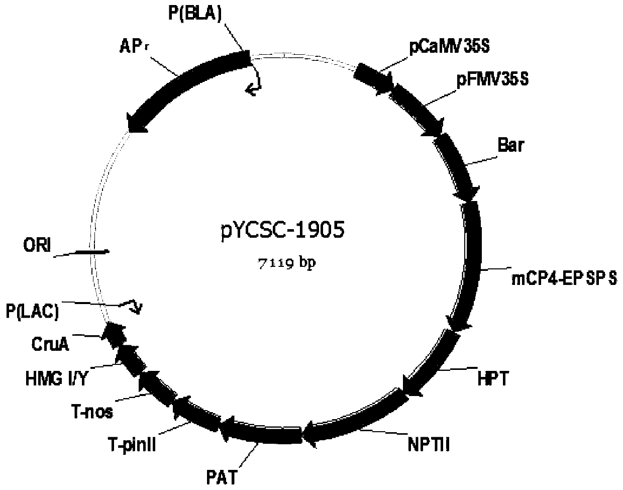 Design for screening positive plasmid molecule pYCSC-1905 on transgenic oilseed rape and product thereof and application of design