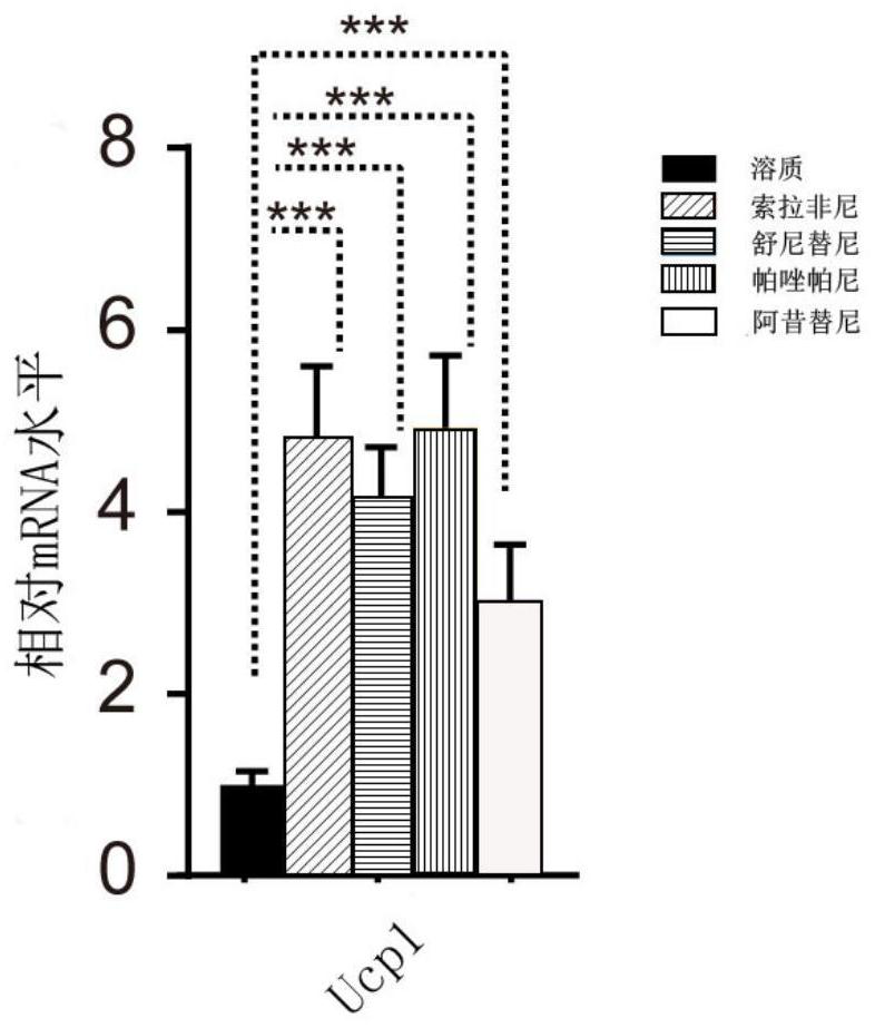 Pharmaceutical composition for treating renal clear cell carcinoma and application thereof