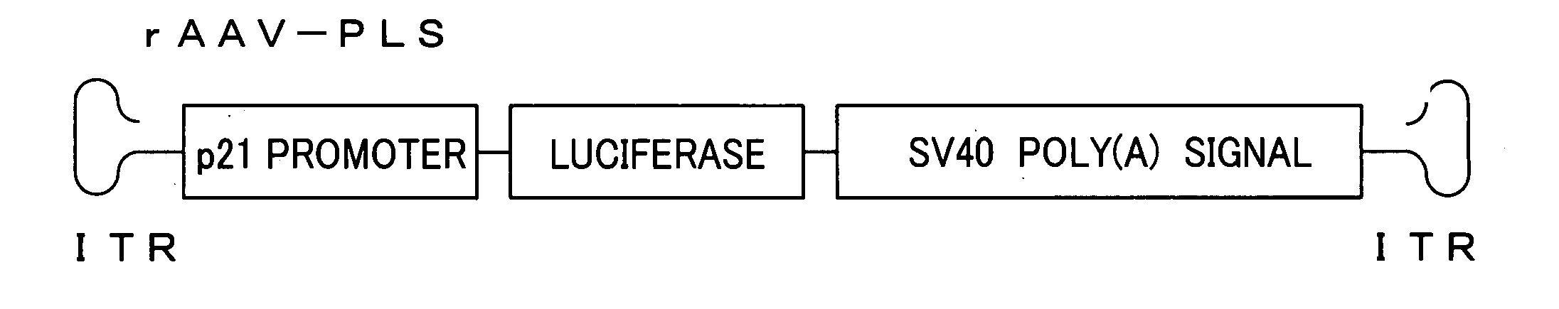 Integration-type low-dose radiation-inducible vector