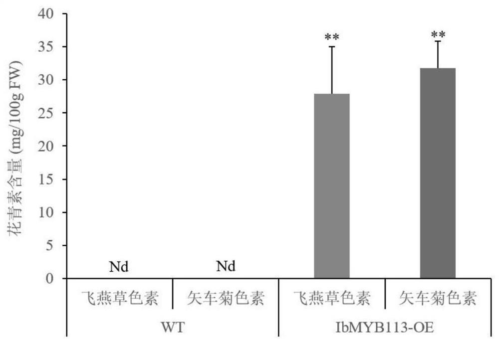 Anthocyanin synthesis related protein IbMYB113 as well as coding gene and application thereof
