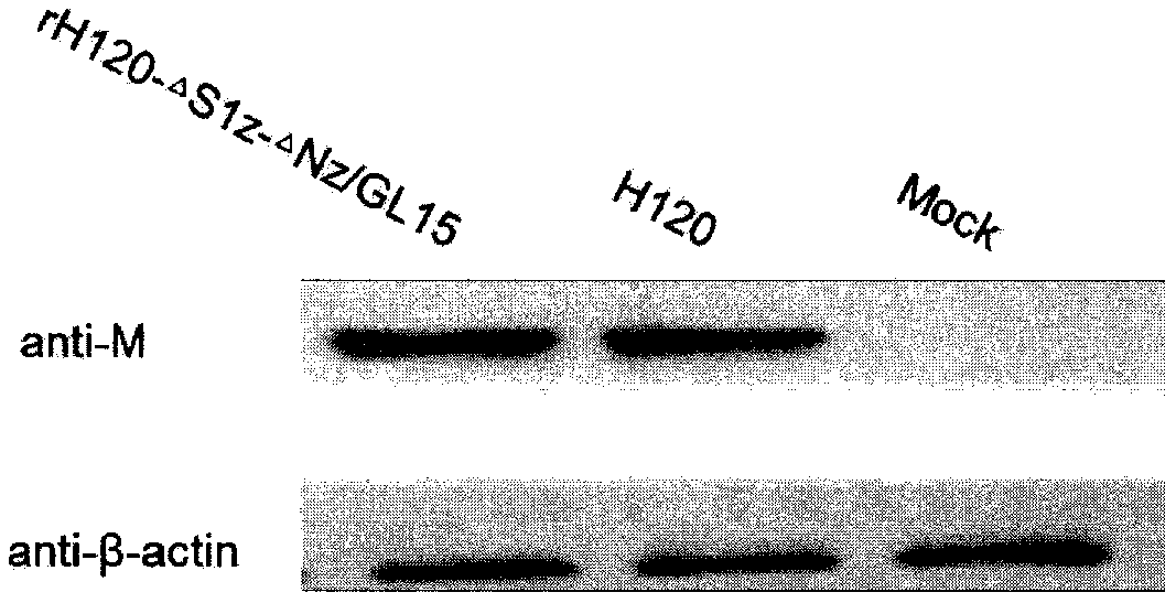Method for rapid preparation of epidemic and infectious bronchitis vaccine