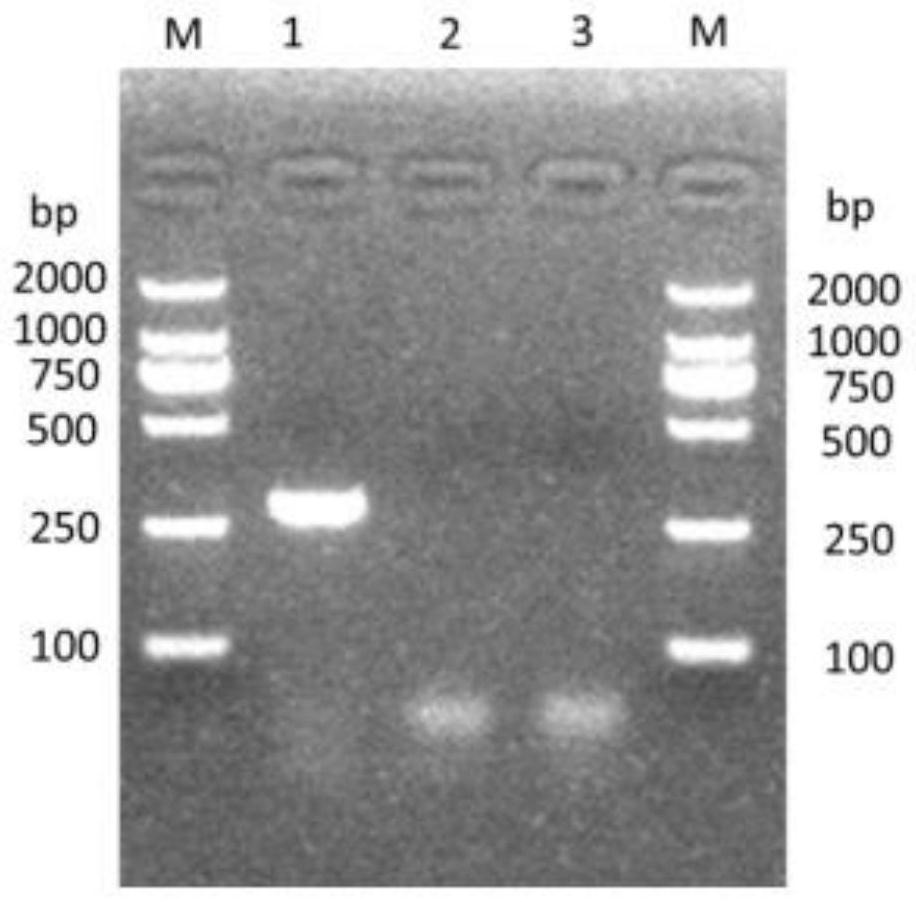 Application of Aedes albopictus salivary 34k2 recombinant protein in hacat cells infected by denv2