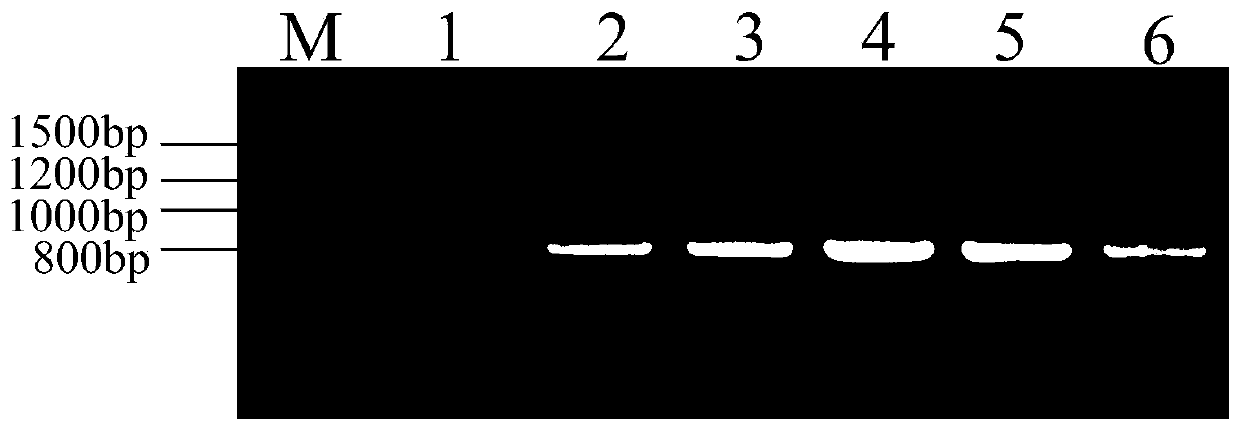A recombinant Mortierella alpina overexpressing ω-3 desaturase derived from Phytophthora parasitica, its construction method and application