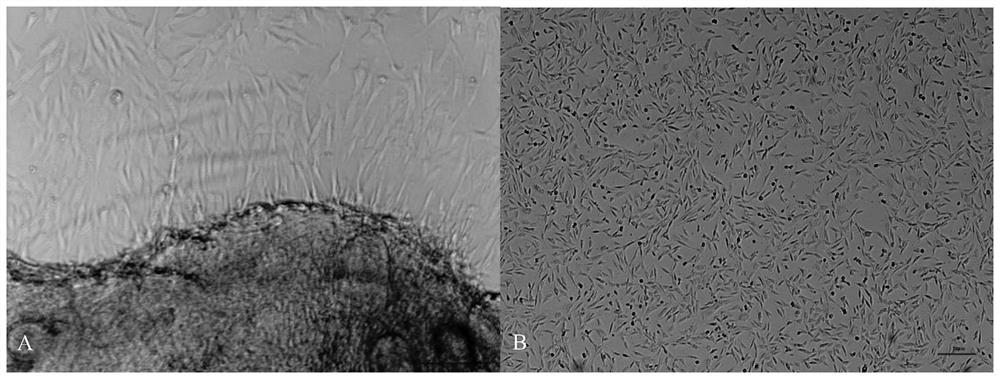 Vector, cell and method for improving developmental rate of yak cloned embryos