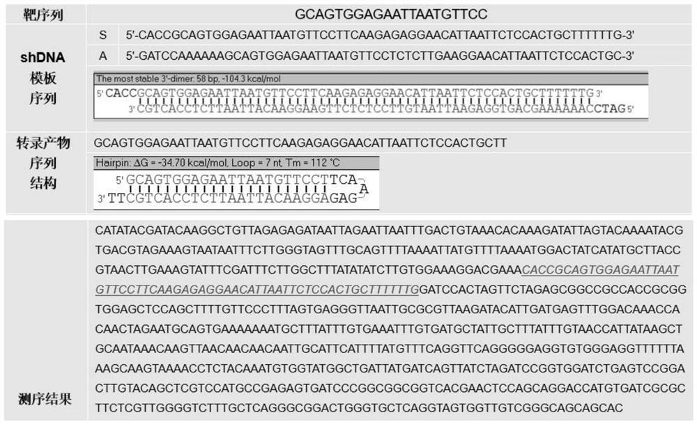 Vector, cell and method for improving developmental rate of yak cloned embryos